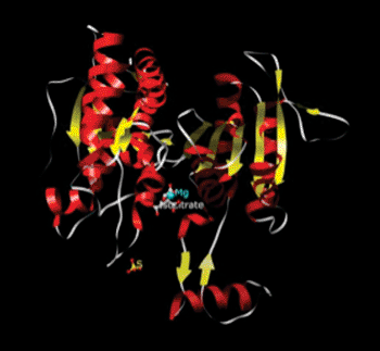 Image: Crystallographic structure of isocitrate dehydrogenase (Photo courtesy of Wikimedia Commons).